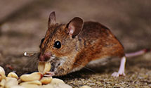 24 Hour & Emergency Exterminators in Reedsville, WV